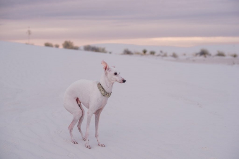 white italian greyhound in white sands national park 
