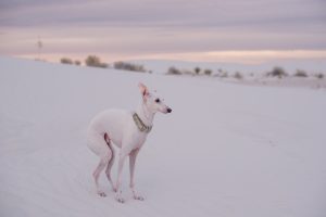 white italian greyhound in white sands national park