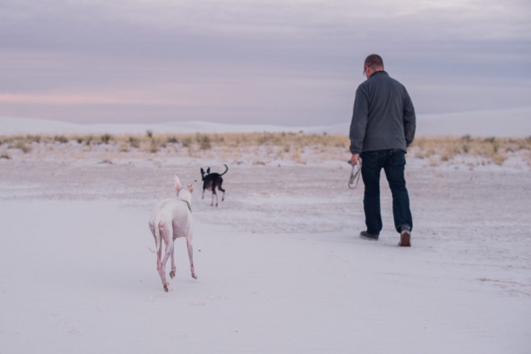 italian greyhounds walking in white sands national park 
