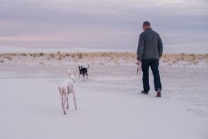 italian greyhounds walking in white sands national park
