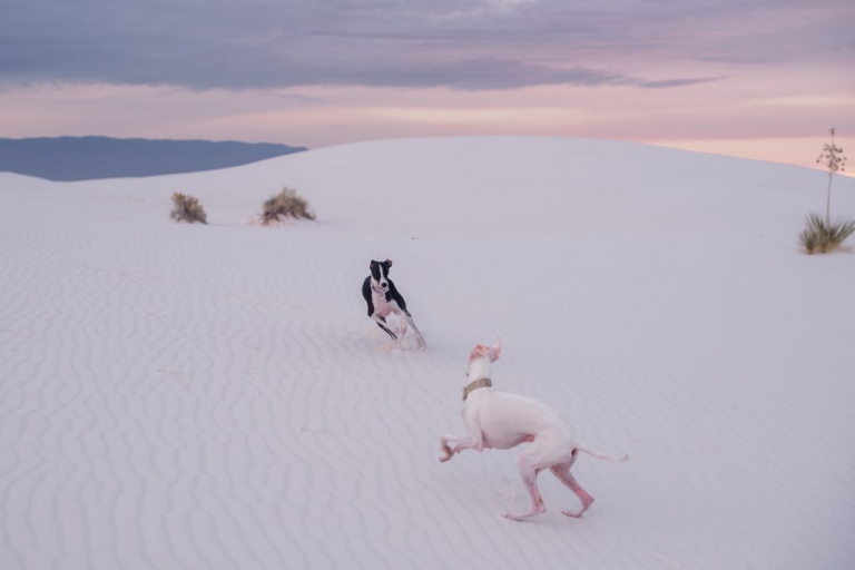 italian greyhounds running in white sands national park 