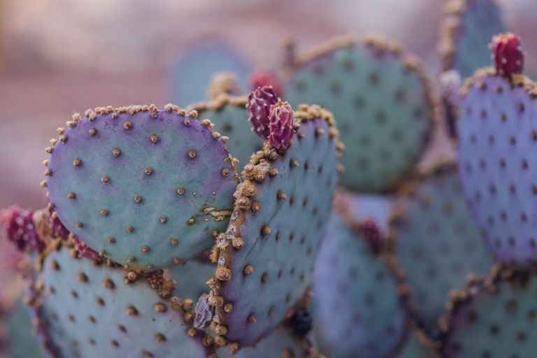 arizona adventures, grand canyon state, desert, arizona, traveling photographer, cactus,