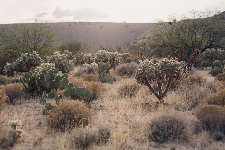 arizona adventures, grand canyon state, desert, arizona, traveling photographer, cactus