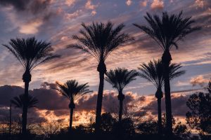 arizona adventures, grand canyon state, desert, arizona, traveling photographer, palm trees