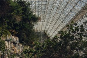 arizona, plants, indoors, traveling photographer, adventure