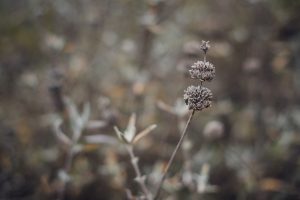 california wildflowers, couple's adventure session
