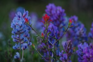 elopement scouting, adventure elopement photographer, rocky mountain adventures, colorado rockies, colorado rocky mountains, mountain range, colorado mountain range, rocky mountains, wildflowers, colorado wildflowers, red wildflowers, blue wildflowers, Rocky Mountain National Park, RMNP