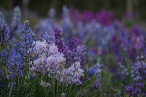 elopement scouting, adventure elopement photographer, rocky mountain adventures, colorado rockies, colorado rocky mountains, mountain range, colorado mountain range, rocky mountains, wildflowers, purple wildflowers, blue wildflowers, colorado wildflowers, rocky mountain national park, RMNP
