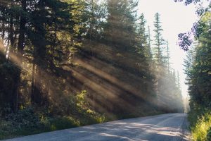 Glacier National Park, Montana, forest, greenery, sun beams