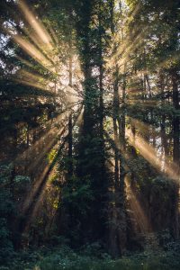 Glacier National Park, Montana, forest, greenery, sun beams