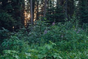 Glacier National Park, wildflowers, Montana, purple flowers, forest
