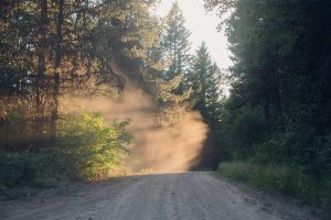 Montana, greenery, forest, sunlight, dirt road, Glacier National Park
