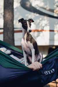 Glacier National Park, hammock hangs, hammock, traveling dogs