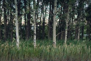 Wild Alberta, Canada, forest, greenery, aspen trees