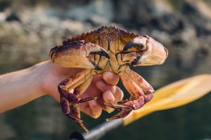 Fidalgo Island, Washington, kayaking, Deception Bay, live crab