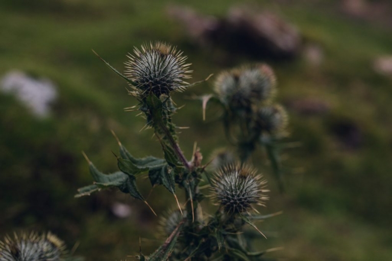 scottish highland thistle on the isle of skye, scotland, isle of skye elopement photographer