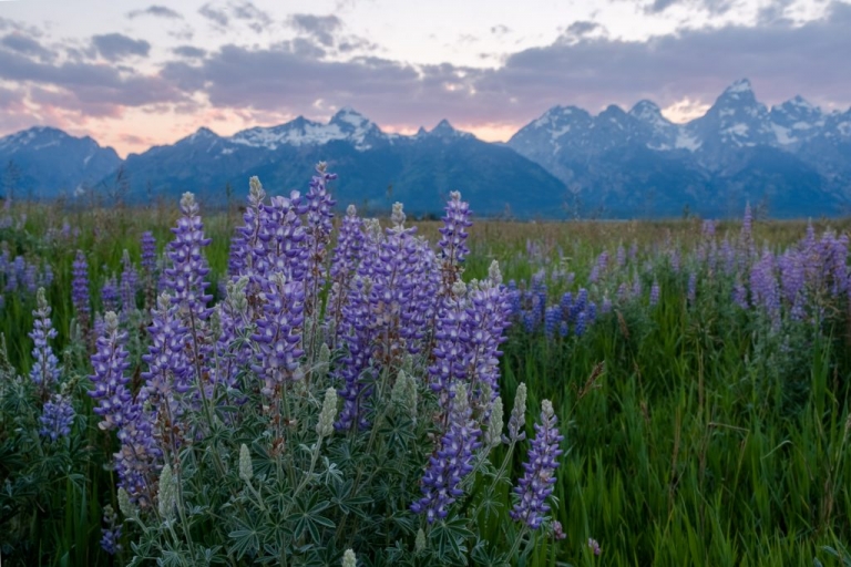 wyoming, eloping in grand teton national park, purple lupine