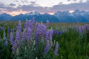 adventure photography and elopements, wyoming, eloping in grand teton national park, purple lupine