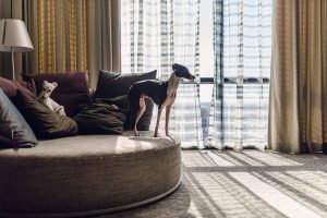 italian greyhounds in penthouse suite of dallas galleria westin hotel