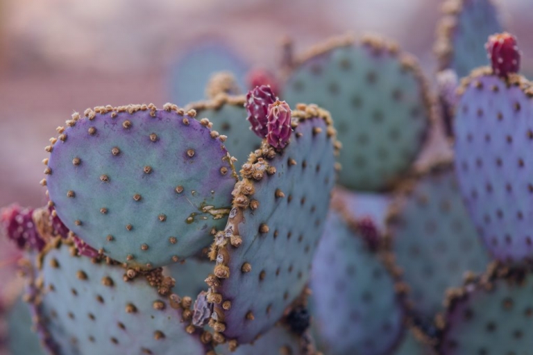 Blue and purple cacti in the desert with pink flowers in bloom in Tucson Arizona