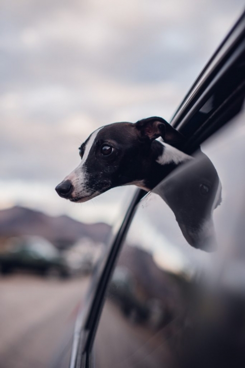 Black and white (seal) Italian Greyhound hanging his head out of a window while driving on a road trip in Oatman, Arizona