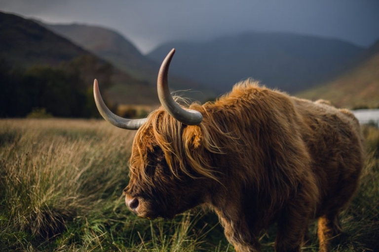 scottish highland cow in a field of tall grass against dark stormy skies