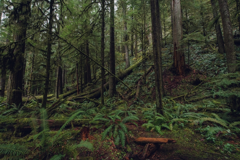 old growth rainforest in olympic national park