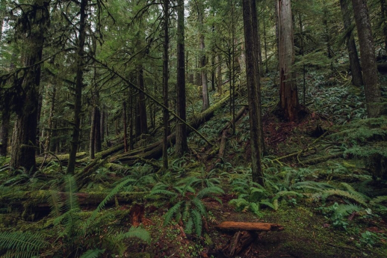 green forest with ferns and old growth trees in olympic national park
